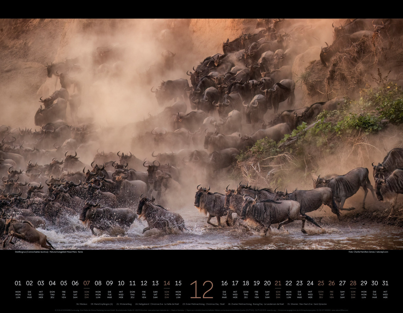 Bild: 9783838425900 | Wildes Afrika Kalender 2025 | Ackermann Kunstverlag | Kalender | 14 S.