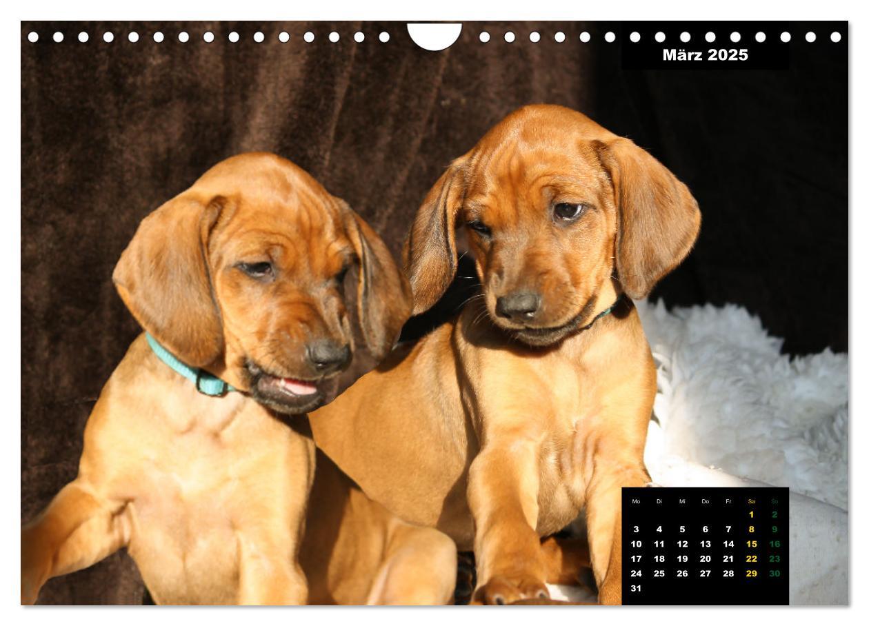 Bild: 9783383939686 | Rhodesian Ridgeback, Charmante Herzensbrecher (Wandkalender 2025...