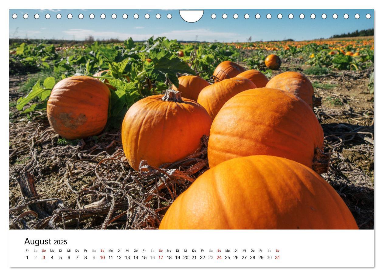 Bild: 9783457205945 | KÜRBIS KALENDER - Die schönsten Kürbisse des Jahres (Wandkalender...