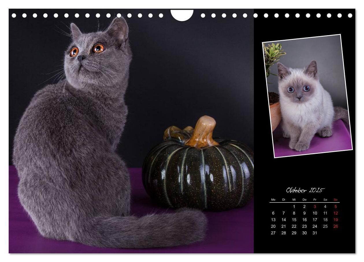 Bild: 9783435773404 | Britisch Kurzhaar Katzen (Wandkalender 2025 DIN A4 quer), CALVENDO...