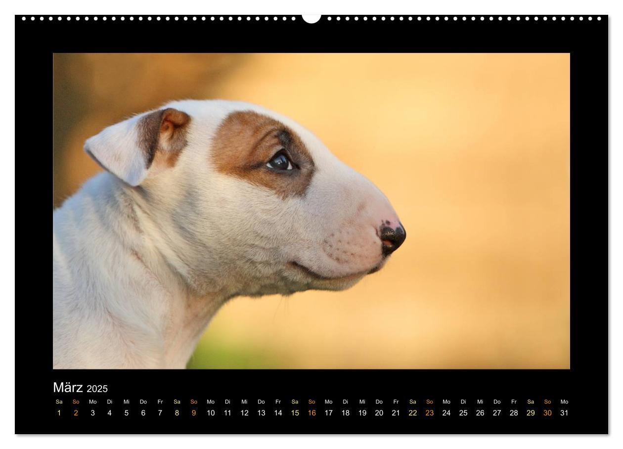 Bild: 9783435640744 | Allerlei Hundekinder (Wandkalender 2025 DIN A2 quer), CALVENDO...