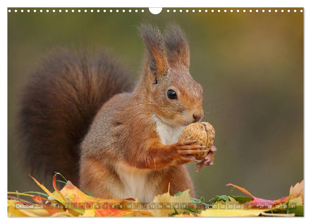 Bild: 9783435279814 | Eichhörnchen in zauberhaften Posen (Wandkalender 2025 DIN A3 quer),...