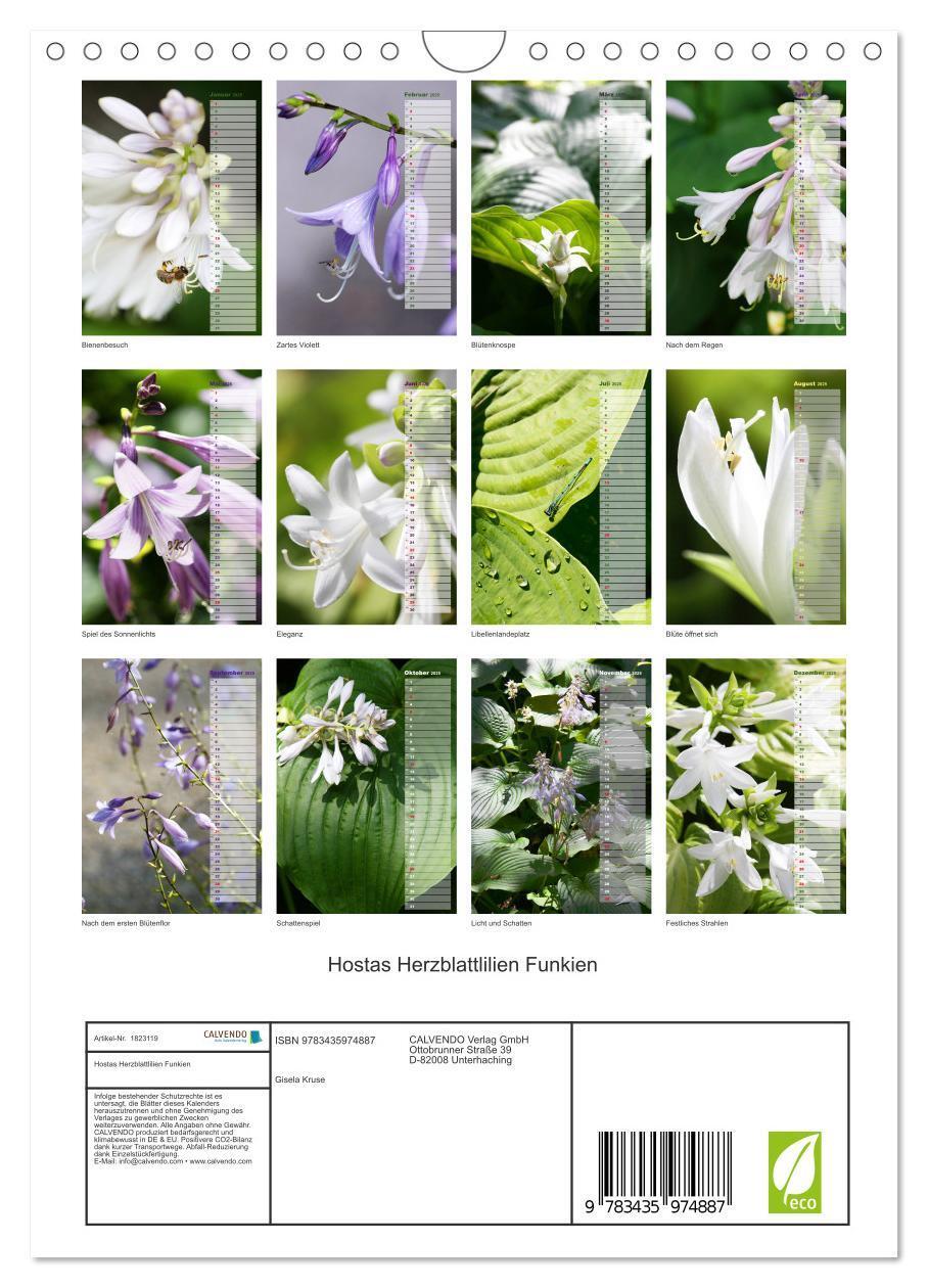 Bild: 9783435974887 | Hostas Herzblattlilien Funkien (Wandkalender 2025 DIN A4 hoch),...