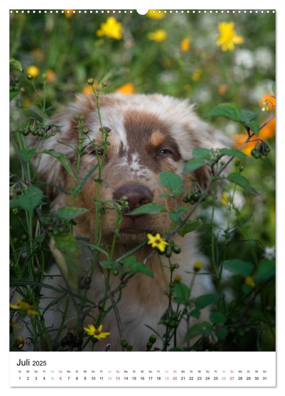 Bild: 9783457061992 | Kleine und große Hundekinder 2025 (Wandkalender 2025 DIN A2 hoch),...