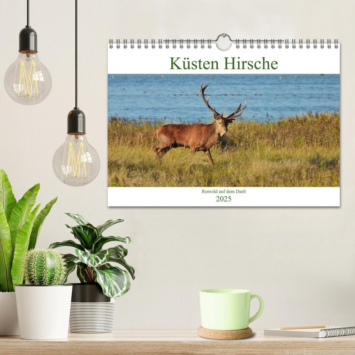 Bild: 9783435392131 | Küsten Hirsche - Rotwild auf dem Darß (Wandkalender 2025 DIN A4...