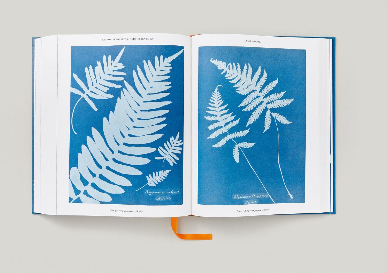 Bild: 9783836596039 | Anna Atkins. Cyanotypes | Peter Walther | Buch | Schuber | 660 S.