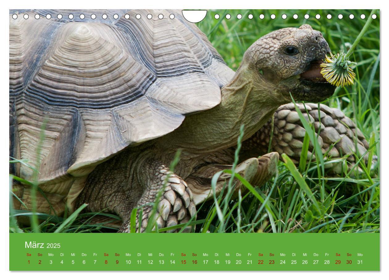 Bild: 9783435382927 | Landschildkröten (Wandkalender 2025 DIN A4 quer), CALVENDO...