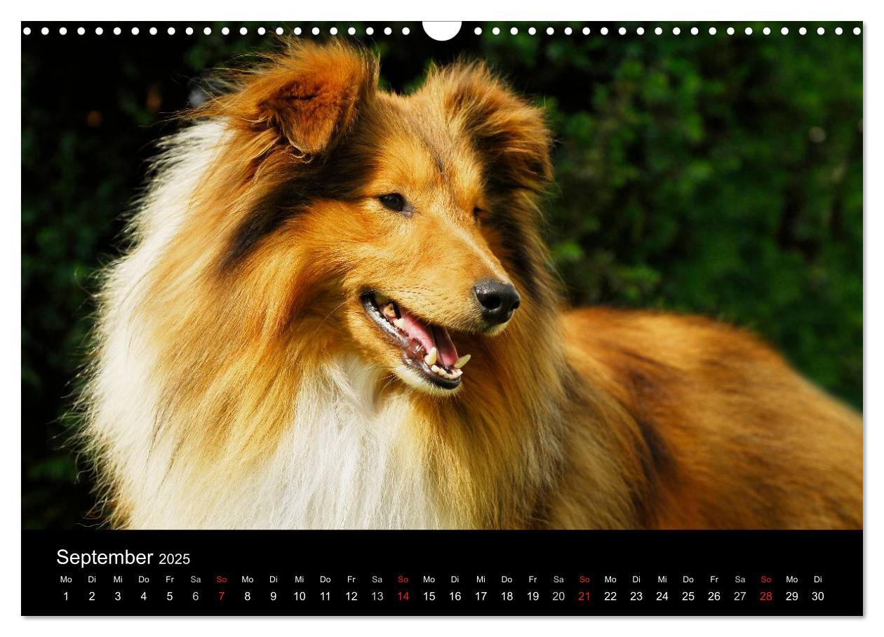 Bild: 9783435768226 | Sheltie 2025 (Wandkalender 2025 DIN A3 quer), CALVENDO Monatskalender