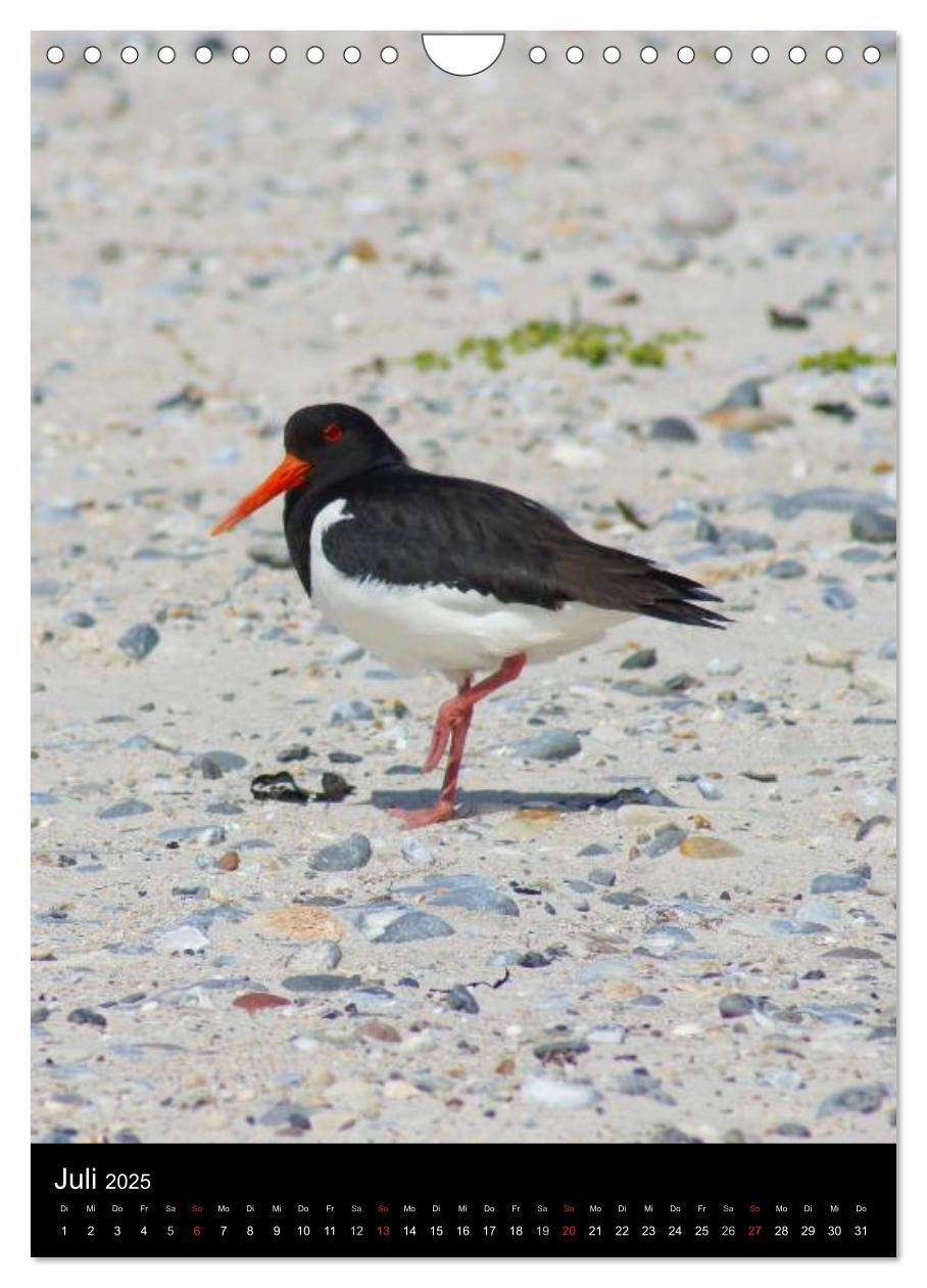 Bild: 9783457083291 | Helgoland in der Nordsee (Wandkalender 2025 DIN A4 hoch), CALVENDO...