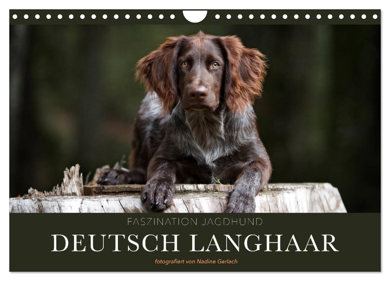 Cover: 9783435174546 | Faszination Jagdhund - Deutsch Langhaar (Wandkalender 2025 DIN A4...