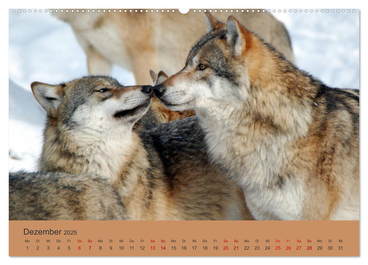 Bild: 9783435392995 | Begegnungen DER WOLF (Wandkalender 2025 DIN A2 quer), CALVENDO...