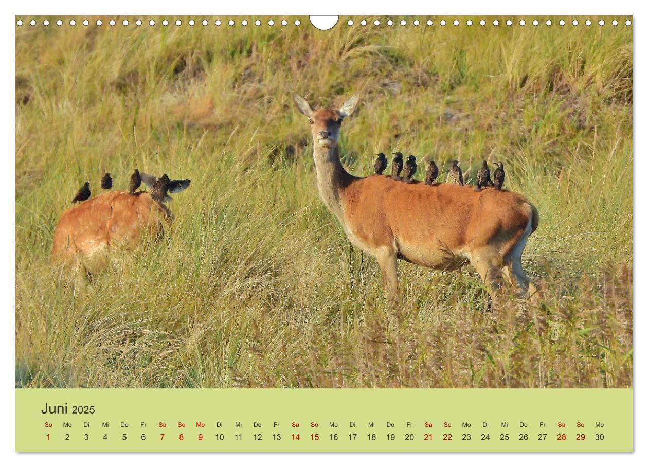 Bild: 9783435391455 | Küsten Hirsche - Rotwild auf dem Darß (Wandkalender 2025 DIN A3...