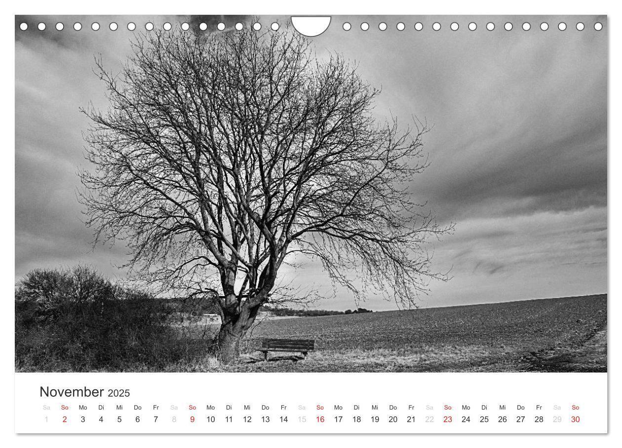 Bild: 9783435660803 | Bäume - Naturschönheiten in schwarz-weiß (Wandkalender 2025 DIN A4...