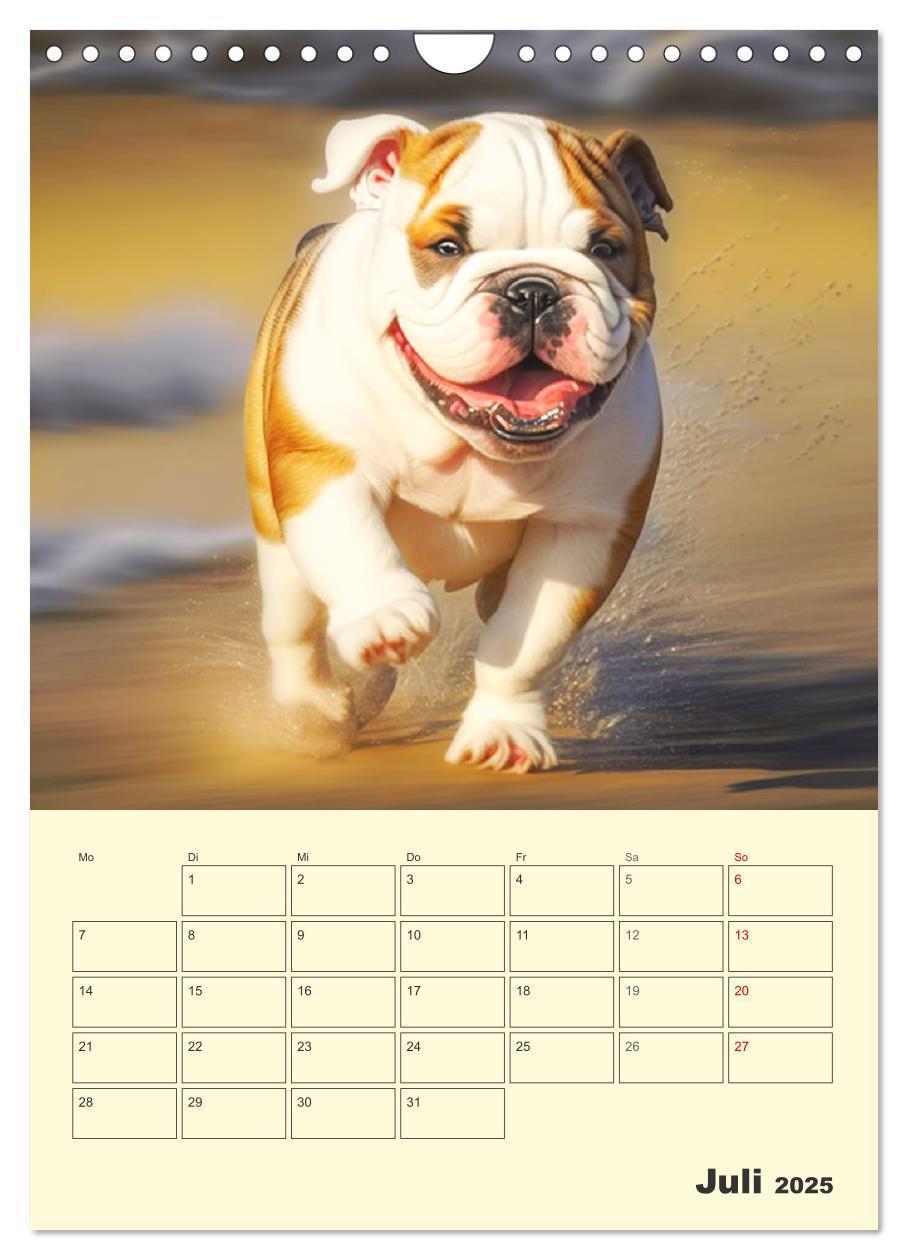 Bild: 9783435871605 | English Bulldogs. Fröhliche Dickköpfe mit Charakter (Wandkalender...