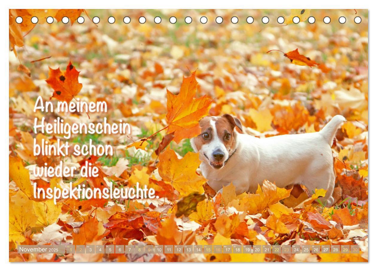 Bild: 9783457199855 | Jack Russell Terrier: flink und verspielt (Tischkalender 2025 DIN...