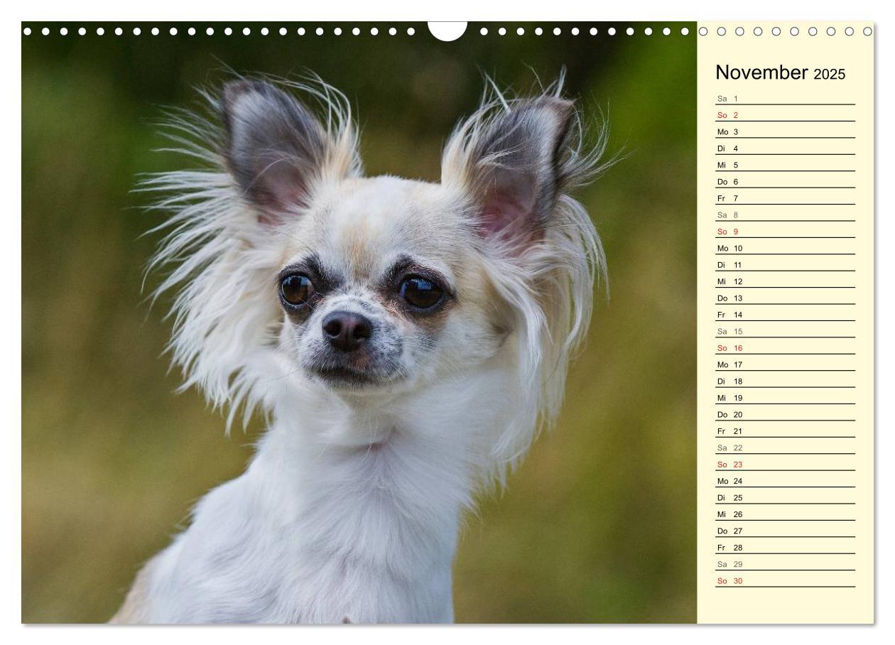 Bild: 9783435541157 | Chihuahua - Kleine Hunde ganz groß (Wandkalender 2025 DIN A3 quer),...