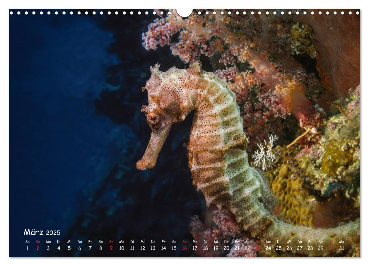 Bild: 9783435503797 | Hippocampus oder einfach nur Seepferdchen (Wandkalender 2025 DIN A3...