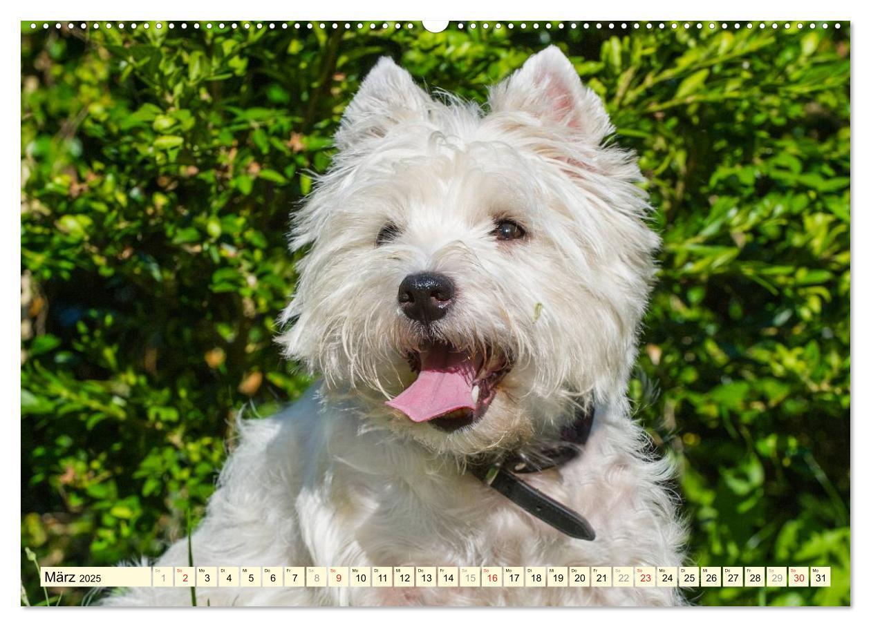 Bild: 9783435462186 | Kobold auf 4 Pfoten - West Highland White Terrier (Wandkalender...