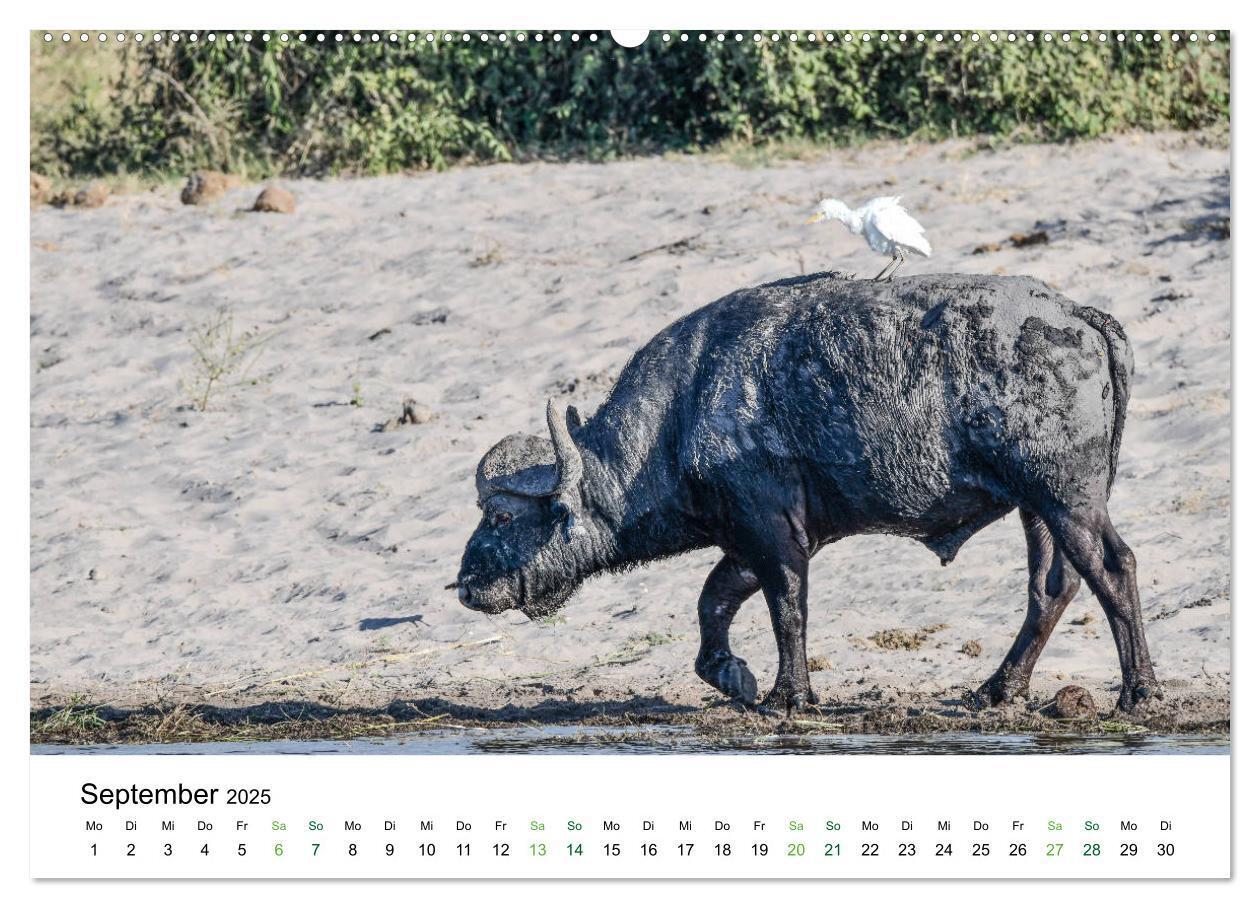 Bild: 9783435238248 | Büffel - wild und schön (Wandkalender 2025 DIN A2 quer), CALVENDO...