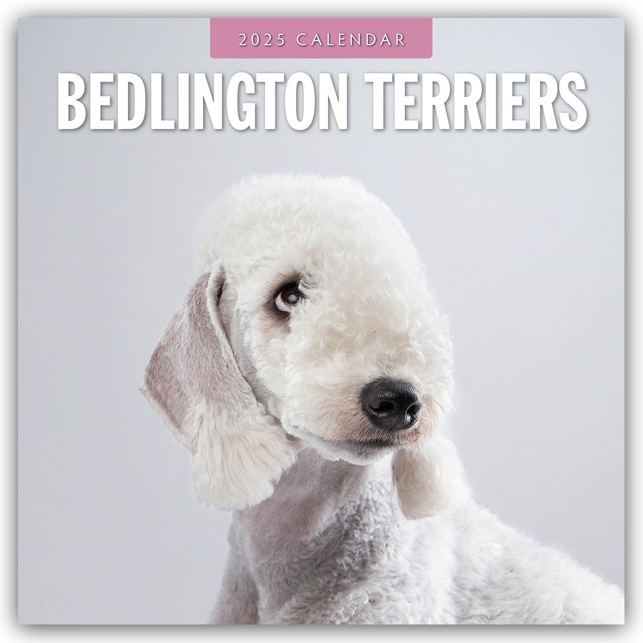 Cover: 9781804424261 | Bedlington Terrier - Bedlington Terriers 2025 - 16-Monatskalender