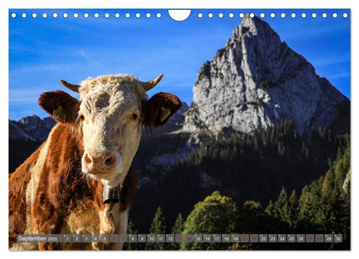 Bild: 9783383839474 | Ostallgäu - Zwischen Aggenstein und Forggensee (Wandkalender 2025...