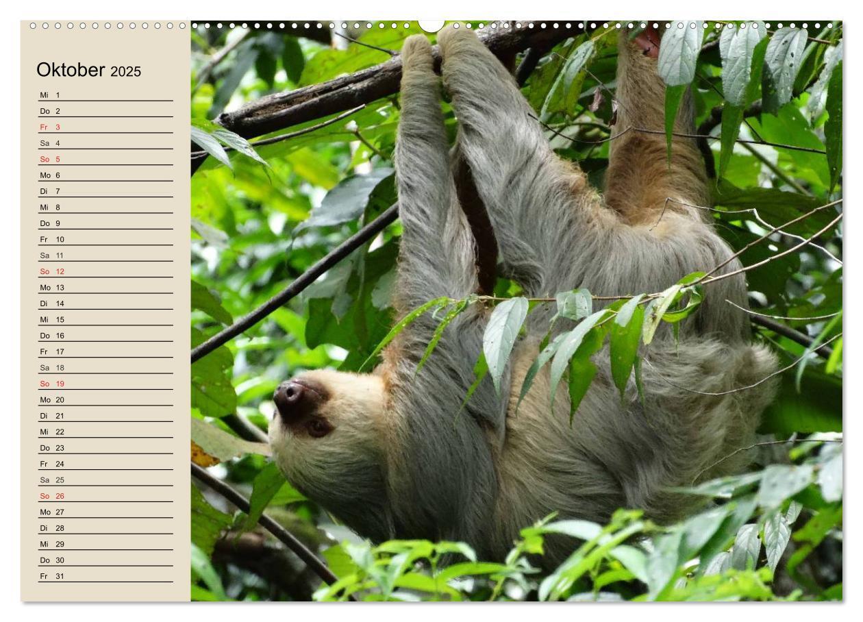 Bild: 9783435525652 | Regenwald. Tiere im Dschungel (Wandkalender 2025 DIN A2 quer),...