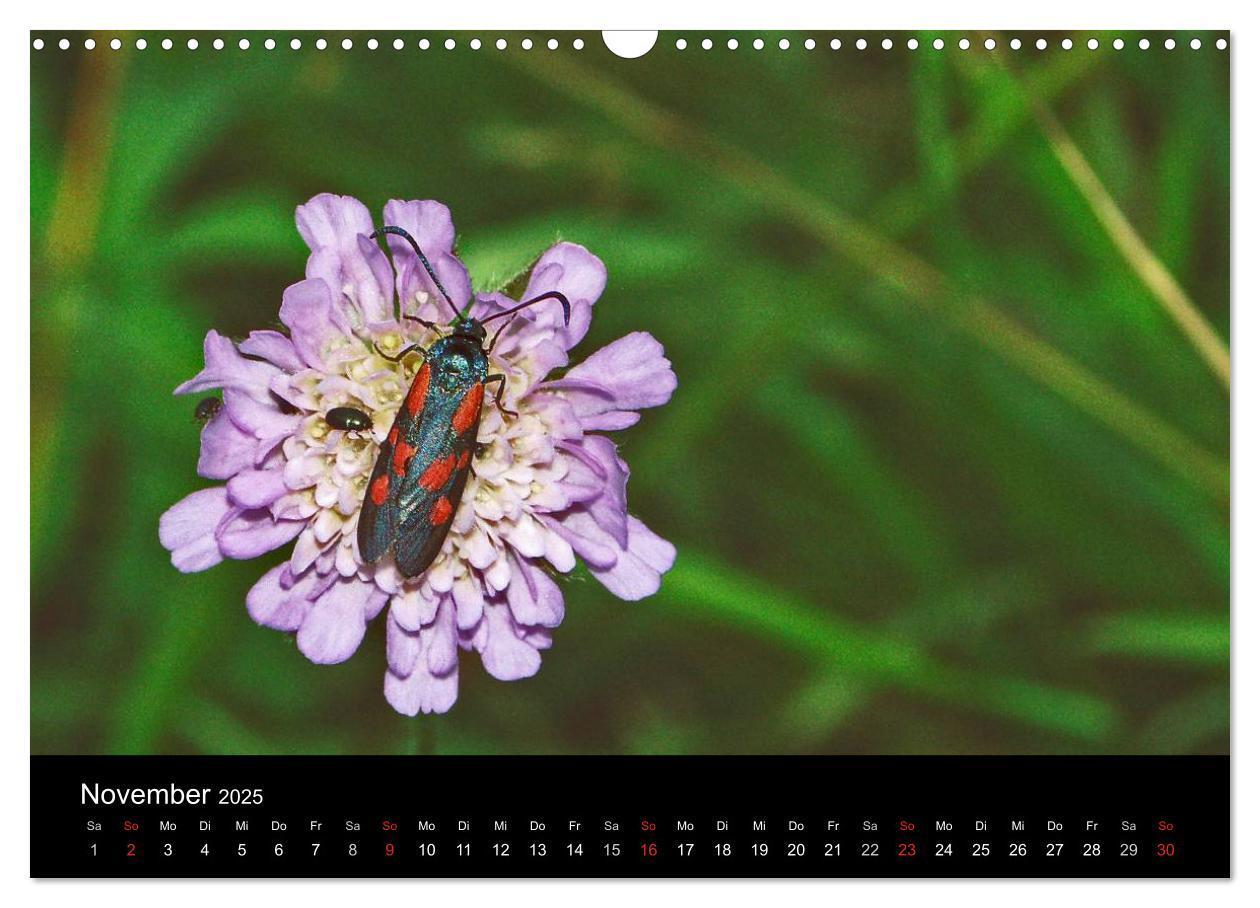 Bild: 9783435728855 | Heimische Schmetterlinge (Wandkalender 2025 DIN A3 quer), CALVENDO...