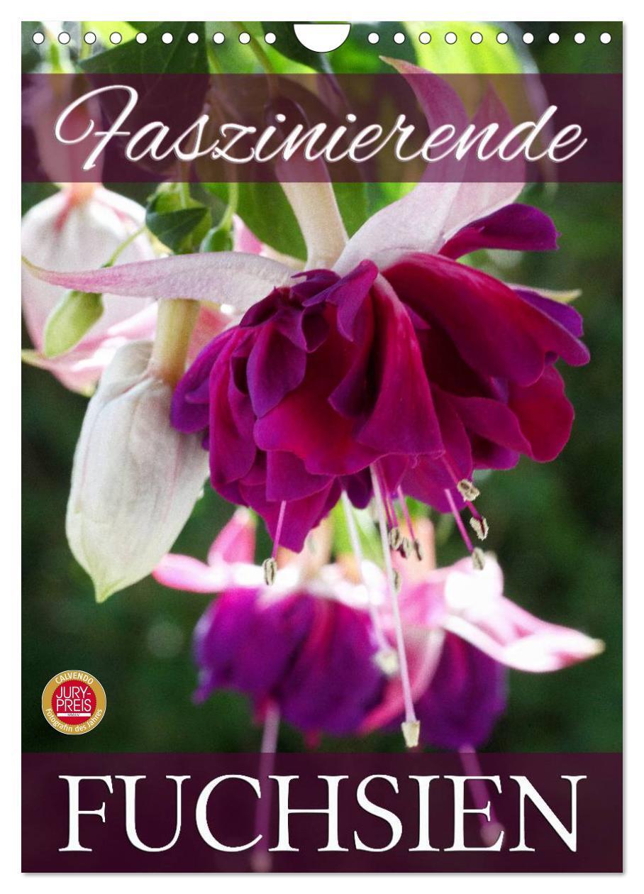 Cover: 9783457050545 | Faszinierende Fuchsien (Wandkalender 2025 DIN A4 hoch), CALVENDO...