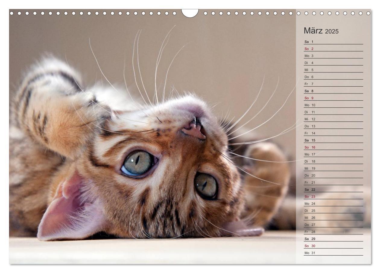 Bild: 9783435593071 | Die Bengalkatze. Edition Jungtiere (Wandkalender 2025 DIN A3 quer),...