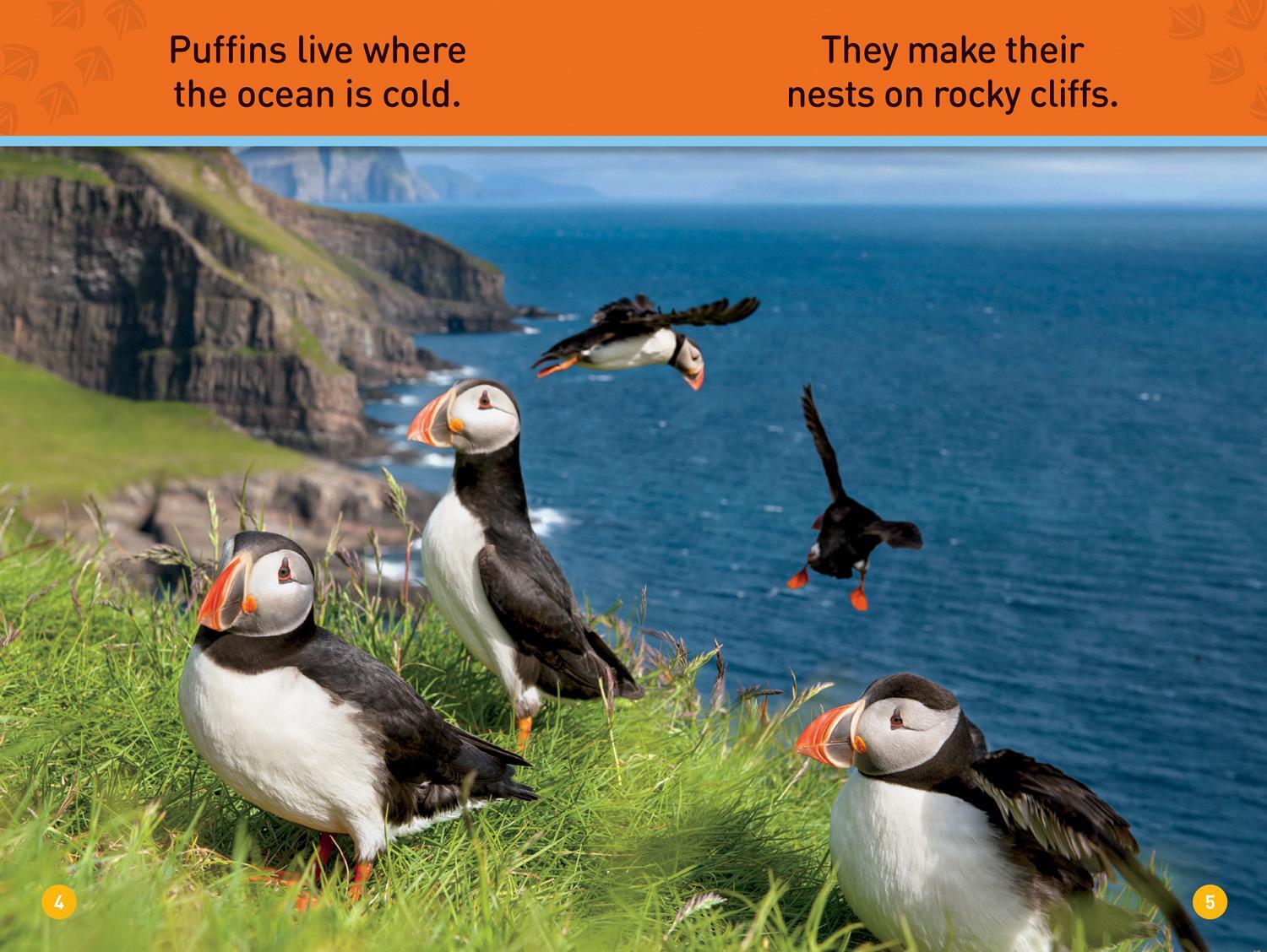 Bild: 9781426335044 | National Geographic Readers: Puffins (Prereader) | Maya Myers | Buch