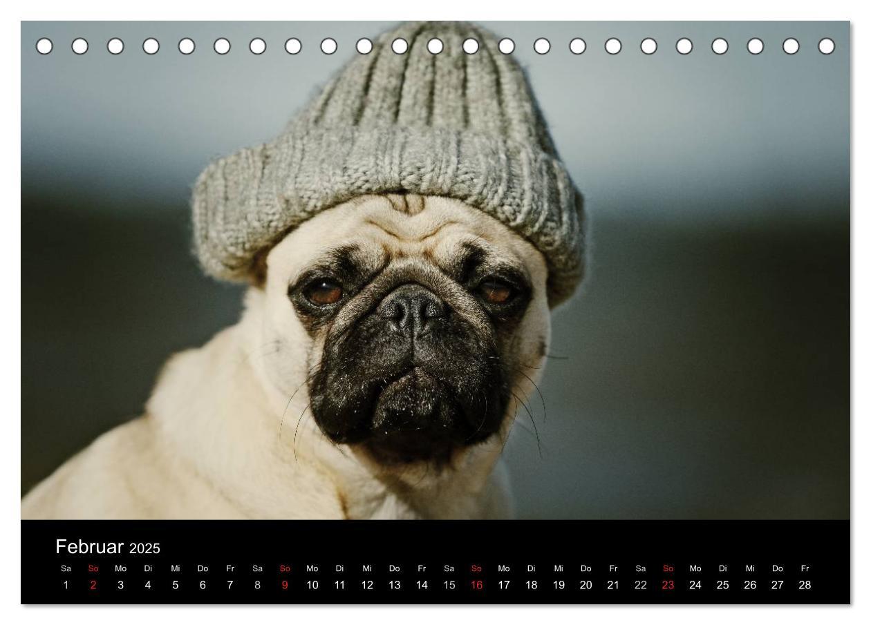 Bild: 9783435768424 | Der MOPS-Kalender (Tischkalender 2025 DIN A5 quer), CALVENDO...