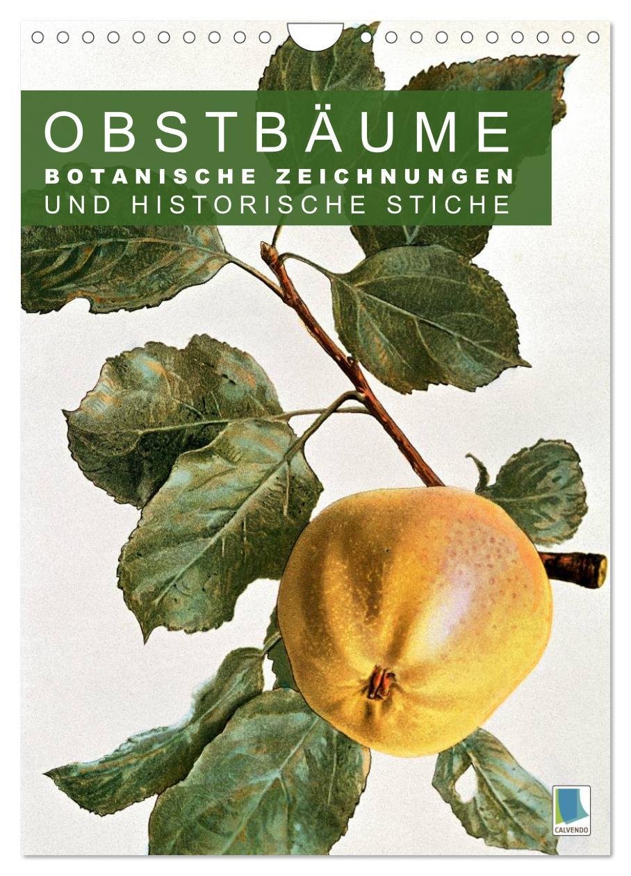 Cover: 9783457046630 | Obstbäume: Botanische Zeichnungen und historische Stiche...