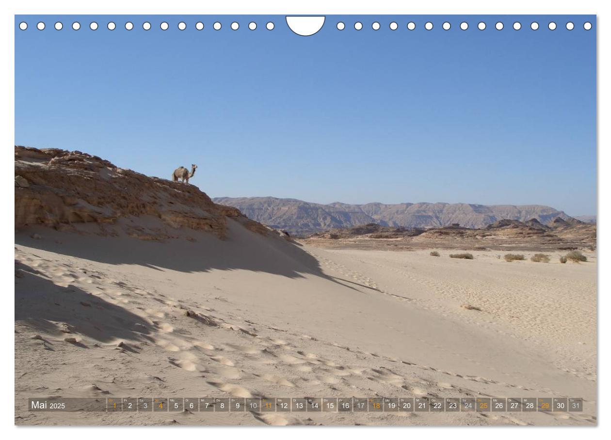 Bild: 9783435525904 | Impressionen Kameltrekking Sinai 2025 (Wandkalender 2025 DIN A4...