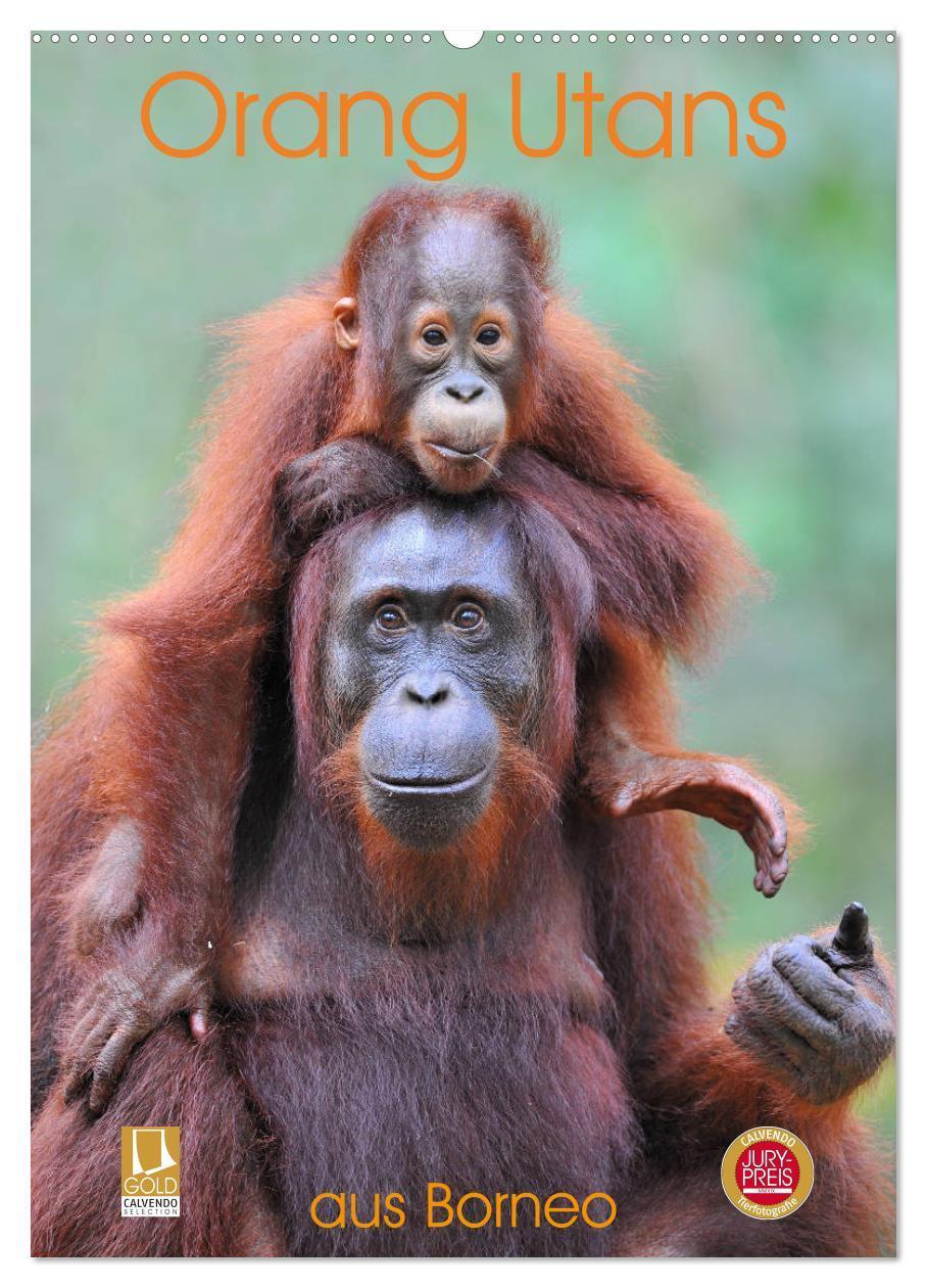 Cover: 9783435964901 | Orang Utans aus Borneo (Wandkalender 2025 DIN A2 hoch), CALVENDO...