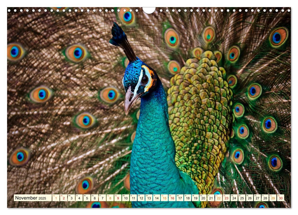 Bild: 9783383953156 | Schöner Pfau (Wandkalender 2025 DIN A3 quer), CALVENDO Monatskalender