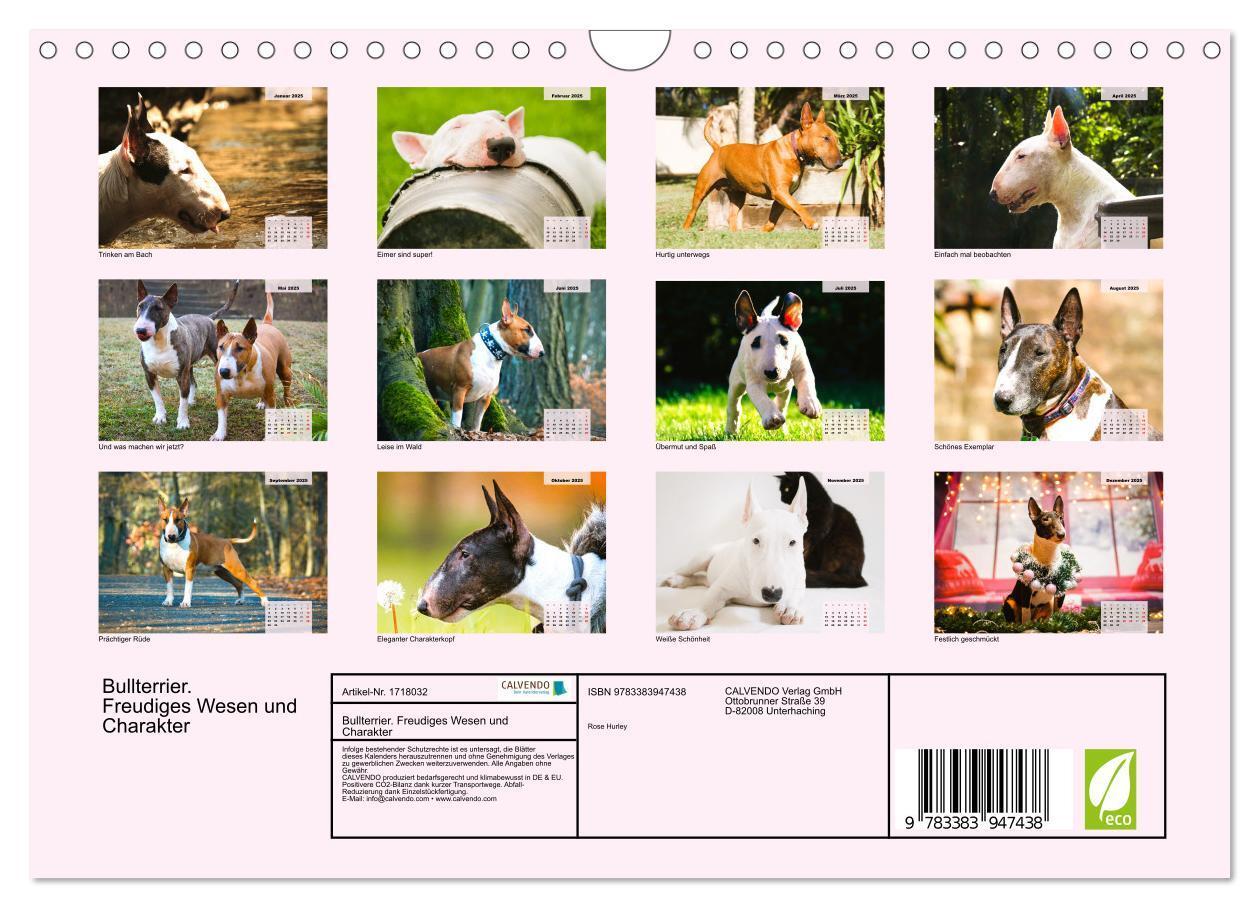 Bild: 9783383947438 | Bullterrier. Freudiges Wesen und Charakter (Wandkalender 2025 DIN...