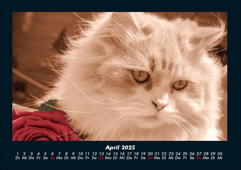 Bild: 9783755970750 | Für Katzenfreunde 2025 Fotokalender DIN A4 | Tobias Becker | Kalender