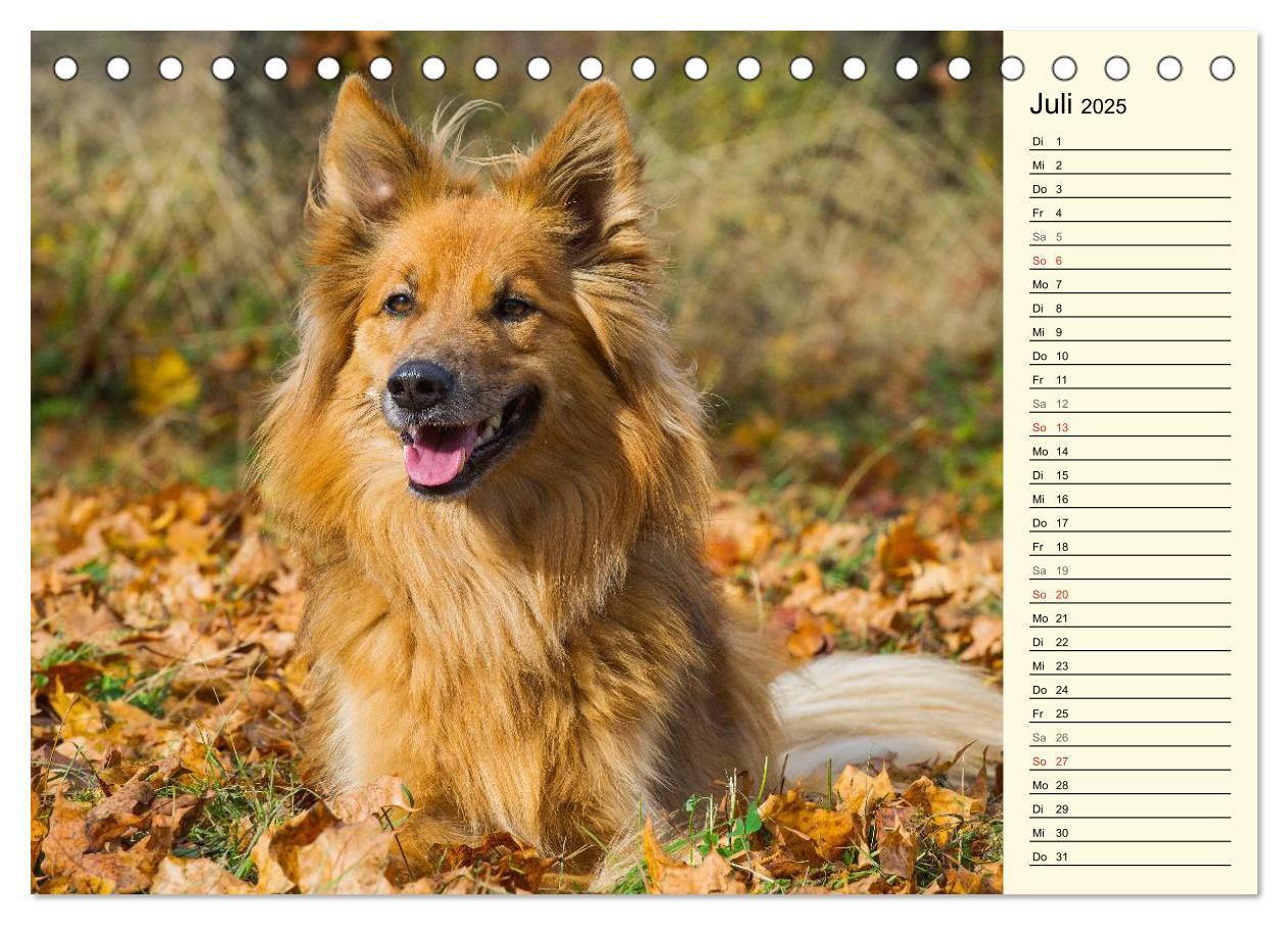 Bild: 9783435540587 | Altdeutsche Hütehunde - Fast vergessen (Tischkalender 2025 DIN A5...