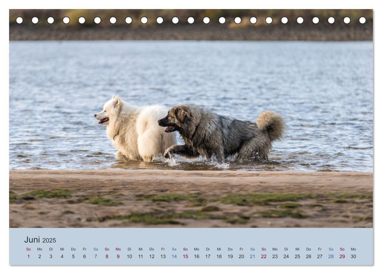 Bild: 9783435045419 | Kaukasischer Owtscharka (Tischkalender 2025 DIN A5 quer), CALVENDO...