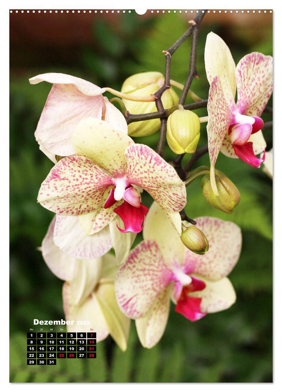 Bild: 9783435942480 | Kleine Orchideenschätze (Wandkalender 2025 DIN A2 hoch), CALVENDO...