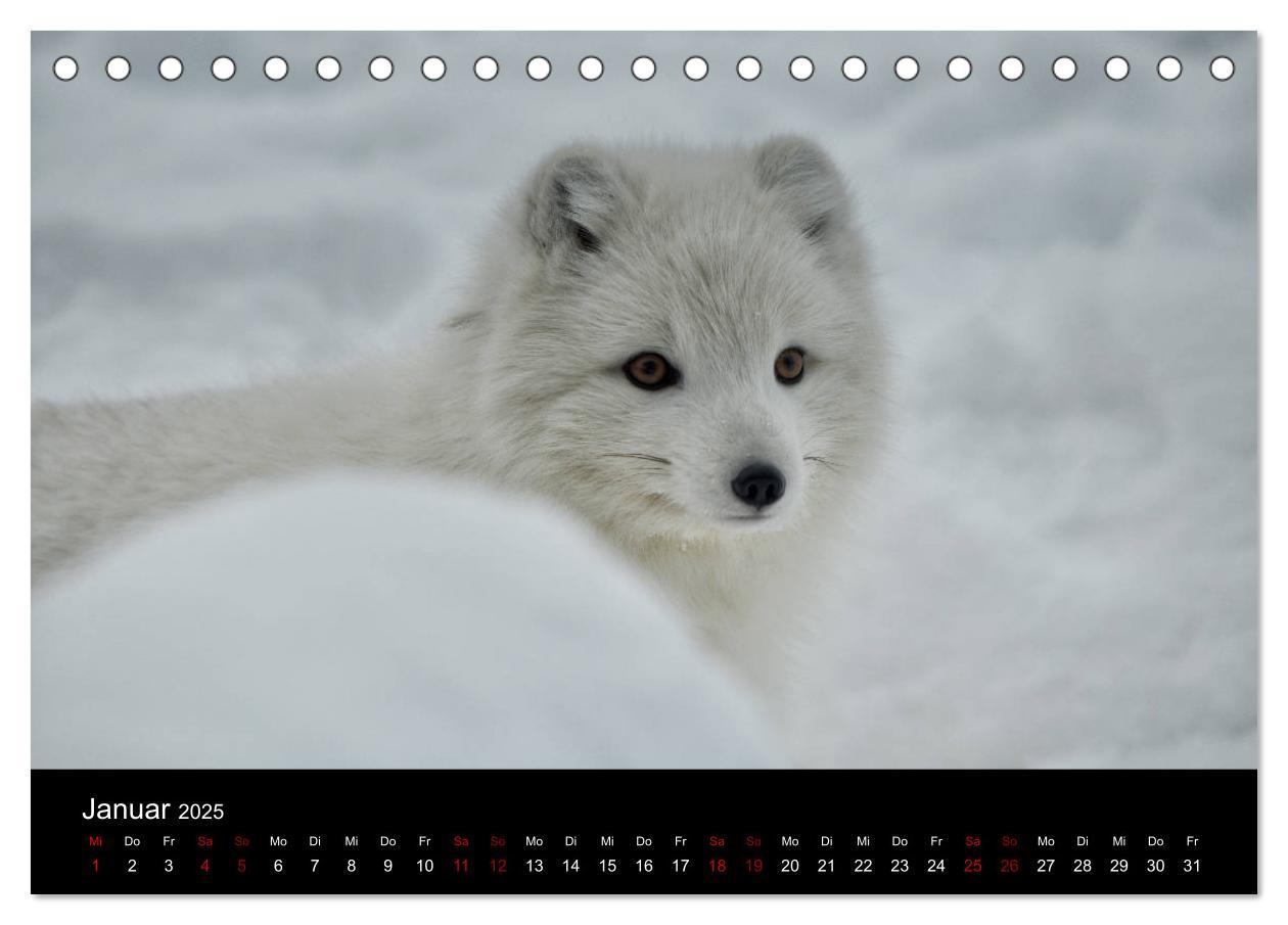 Bild: 9783435439867 | Polarfuchsstudien Wildlife (Tischkalender 2025 DIN A5 quer),...