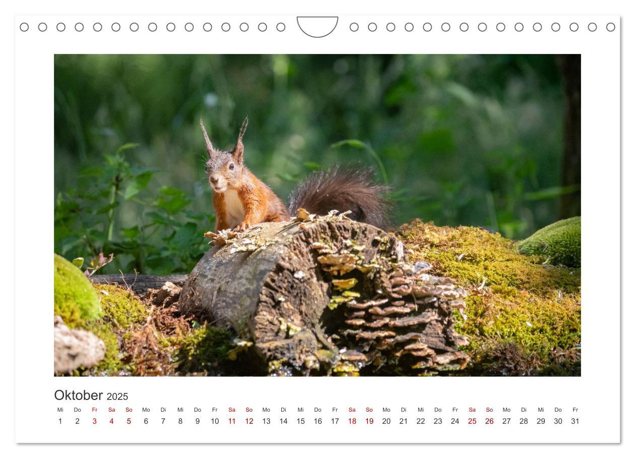 Bild: 9783383848100 | Slowenien - Wilde Bären und zauberhafte Natur (Wandkalender 2025...