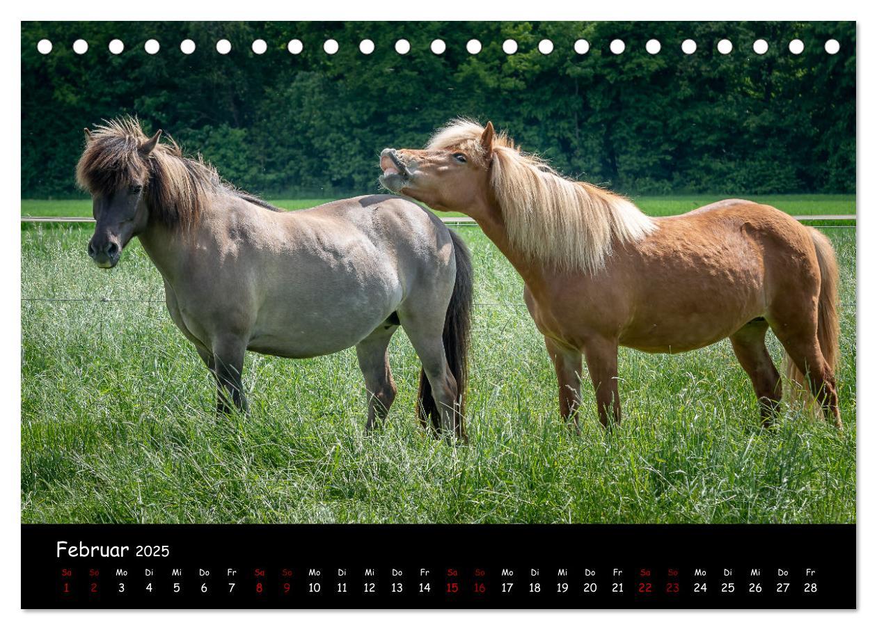 Bild: 9783435046331 | Charakterstarke Islandpferde (Tischkalender 2025 DIN A5 quer),...