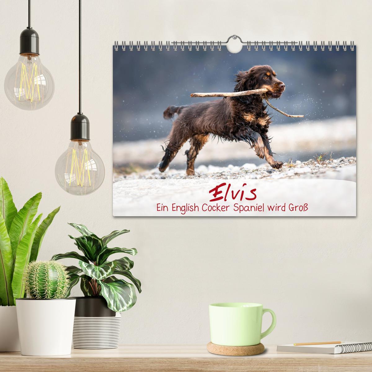 Bild: 9783435137305 | Elvis ein Engl. Cocker Spaniel wird Groß (Wandkalender 2025 DIN A4...