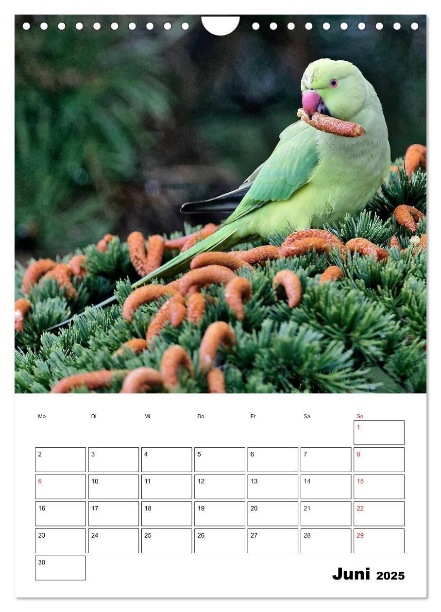 Bild: 9783457024195 | Bezaubernde Vögel im heimischen Garten (Wandkalender 2025 DIN A4...