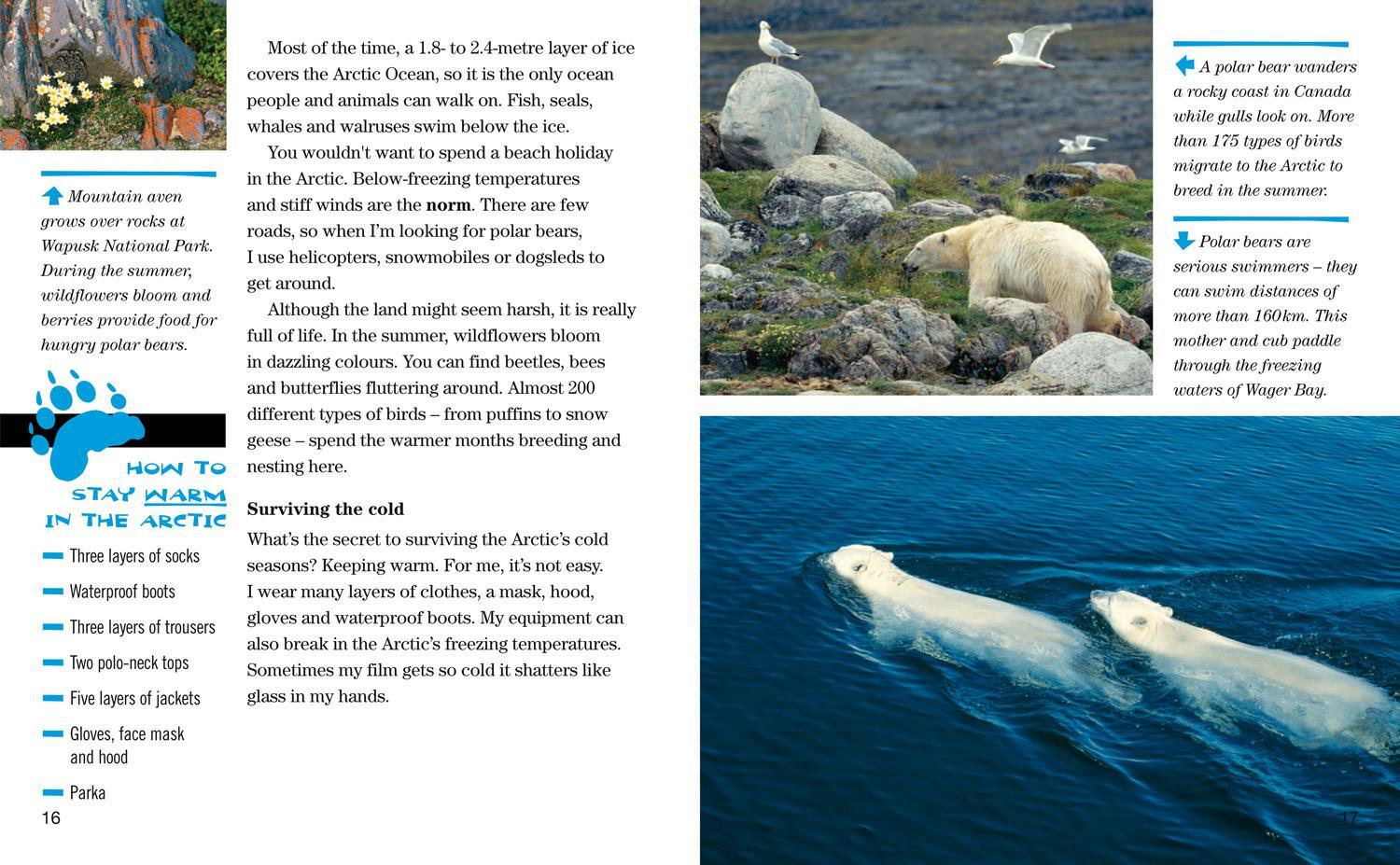 Bild: 9780008358105 | Face to Face with Polar Bears | Level 5 | Elizabeth Carney (u. a.)