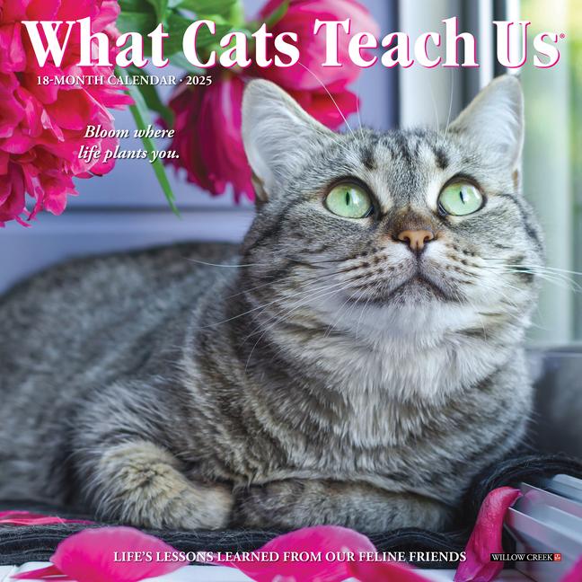 Cover: 9781549246012 | What Cats Teach Us 2025 7 X 7 Mini Wall Calendar | Willow Creek Press