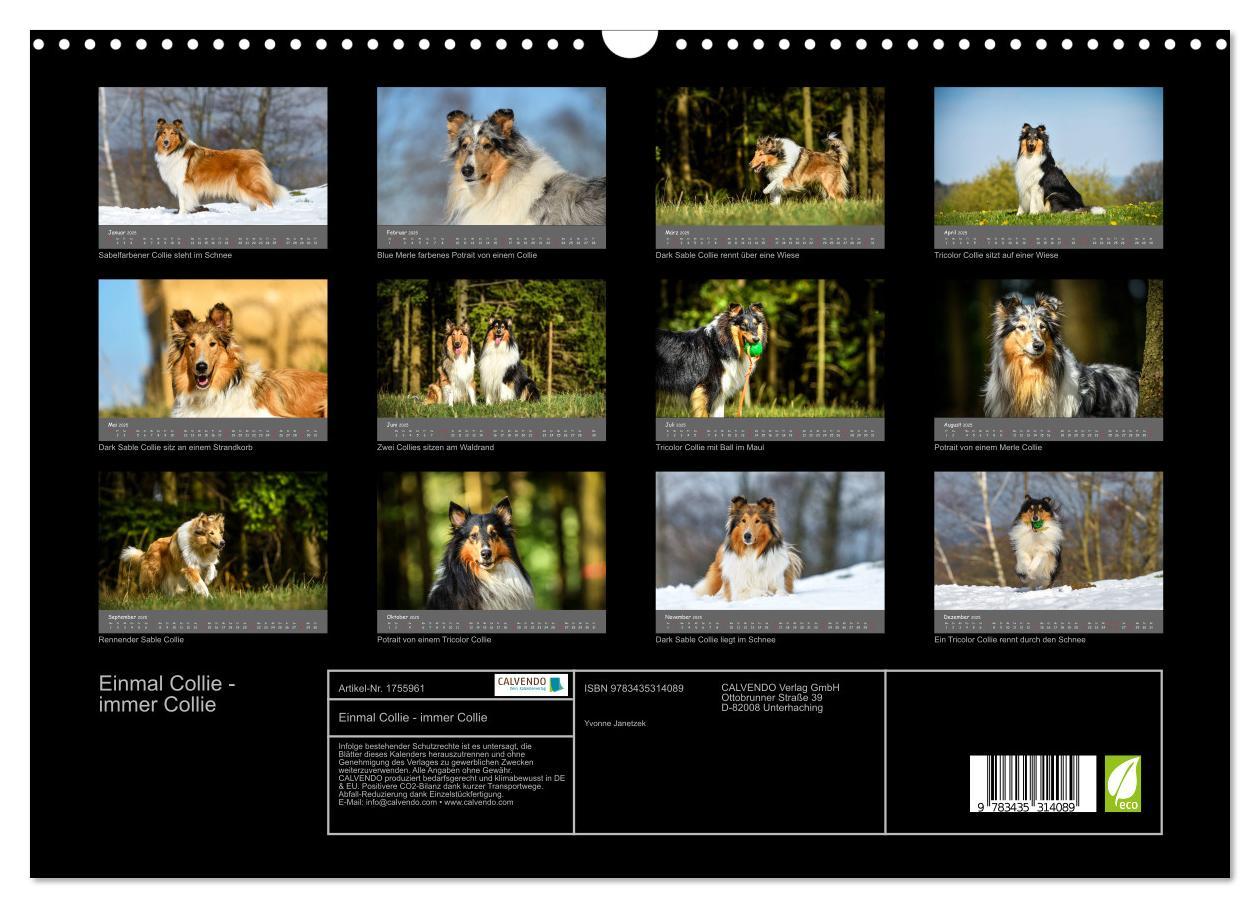 Bild: 9783435314089 | Einmal Collie - immer Collie (Wandkalender 2025 DIN A3 quer),...