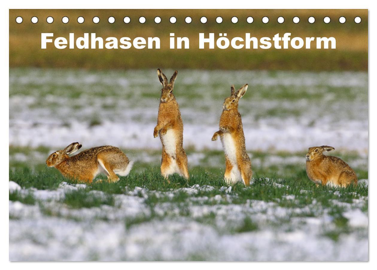 Cover: 9783383943133 | Feldhasen in Höchstform (Tischkalender 2025 DIN A5 quer), CALVENDO...