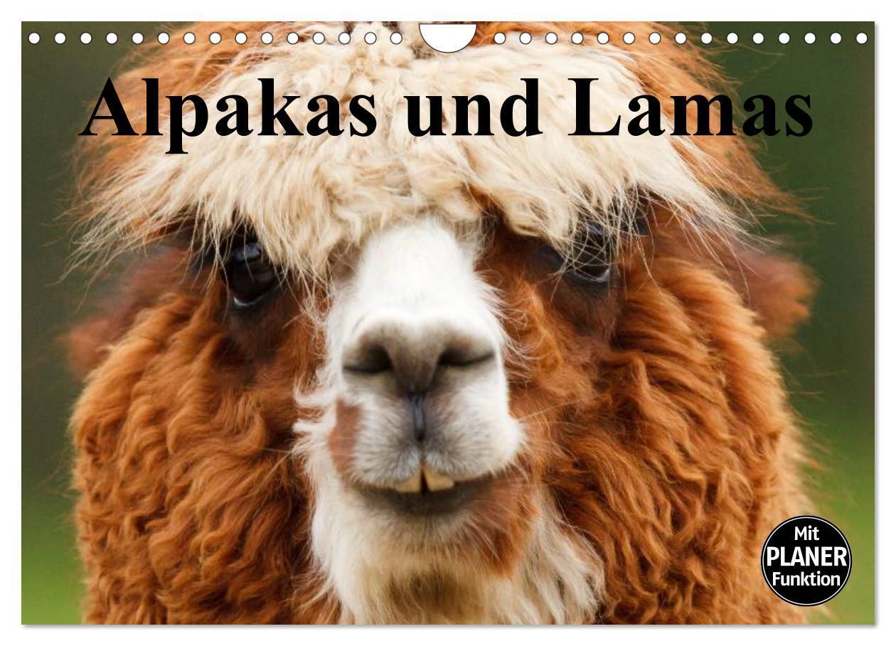 Cover: 9783435547036 | Alpakas und Lamas (Wandkalender 2025 DIN A4 quer), CALVENDO...